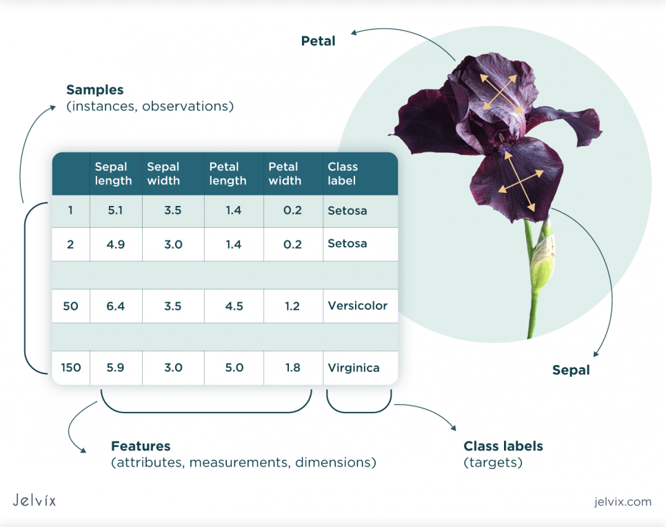 iris’ petals